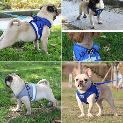 Small/Medium Dog Harness with Leash